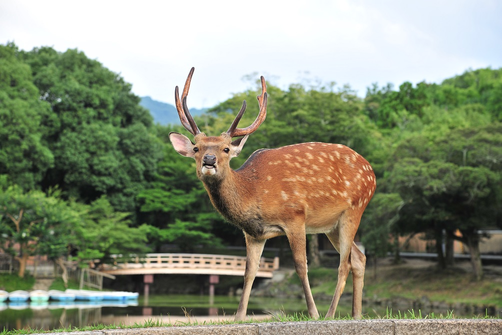 奈良公園の鹿