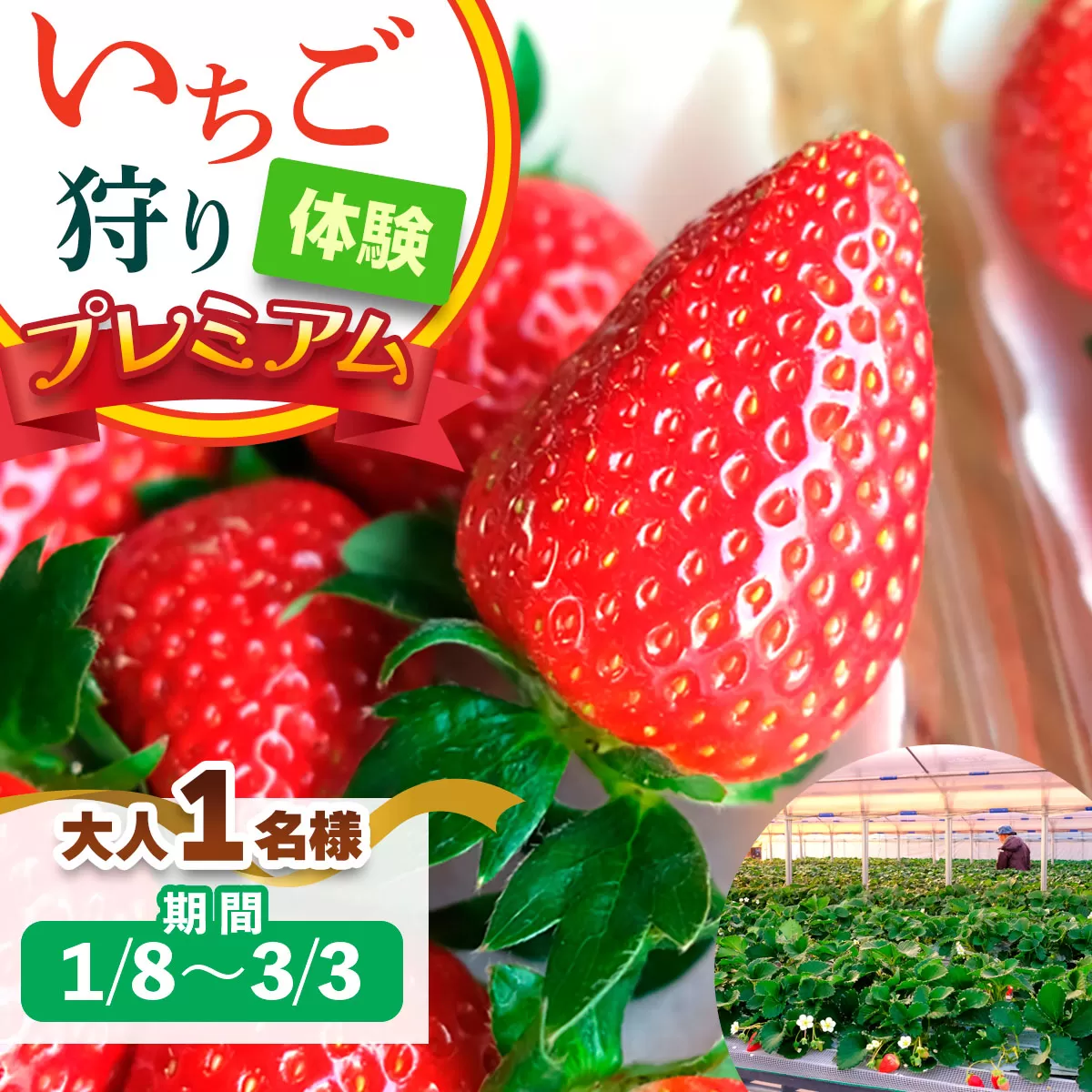 [1月8日から3月3日] いちご狩り体験プレミアム 大人1名様 奈良のブランド (ならあかり・古都華・あすかルビー)｜イチゴ農園 果物 フルーツ 親子 体験チケット いちご狩り農園 奈良県 [3059]