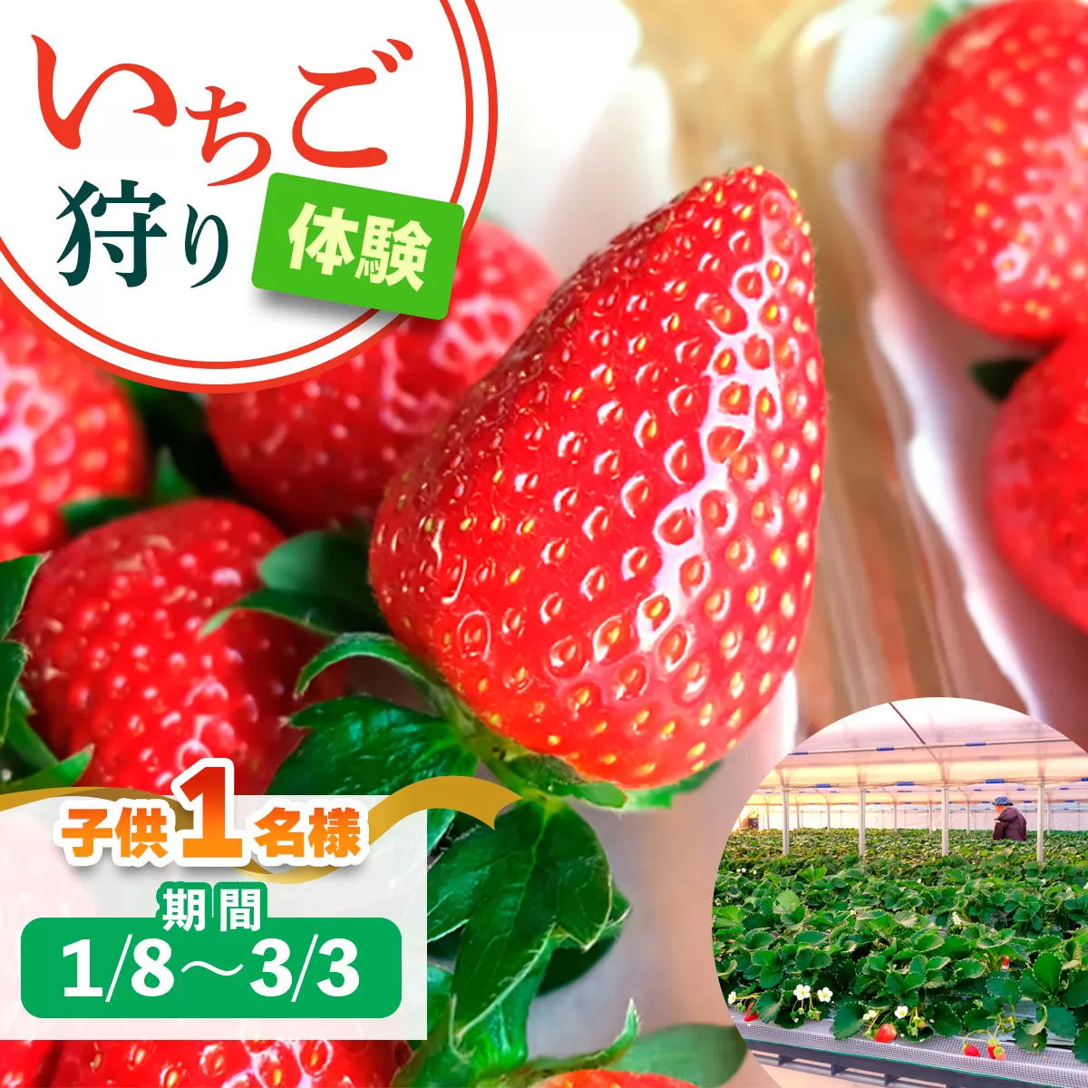 [1月8日から3月3日] いちご狩り体験 子供1名様 奈良のブランド (あすかルビー)｜イチゴ農園 果物 フルーツ 親子 体験チケット いちご狩り農園 奈良県 [3052]