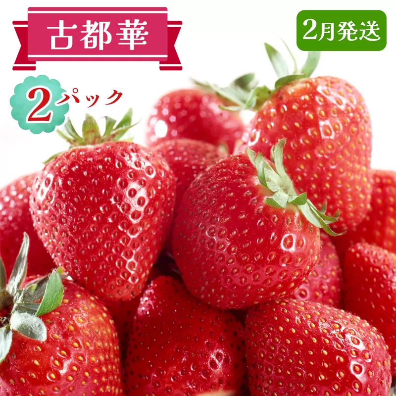 古都華 2パックセット [2月] 発送｜ことか いちご 苺 イチゴ 果物 フルーツ 産地直送 [3231]