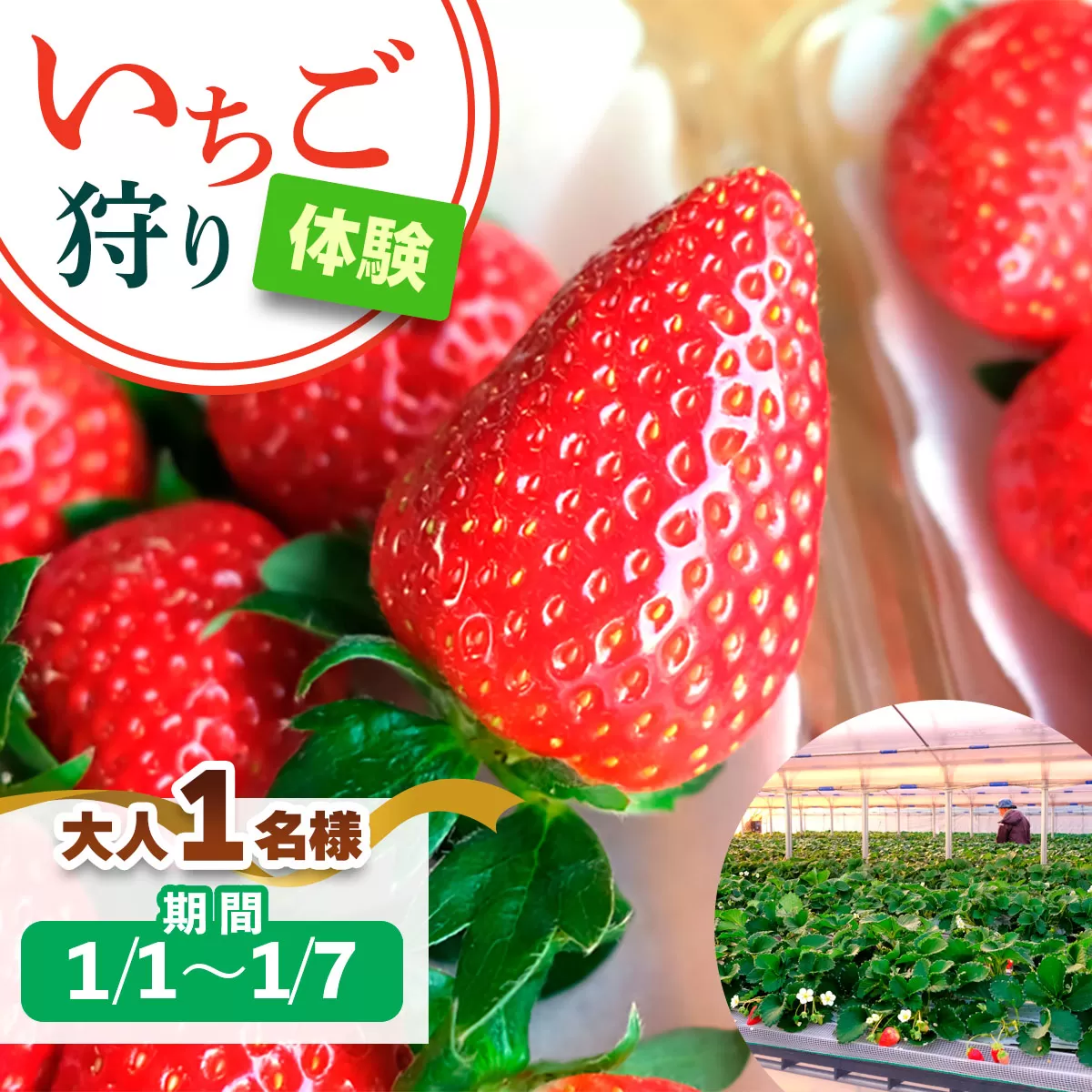 [1月1日から1月7日] いちご狩り体験 大人1名様 奈良のブランド (あすかルビー)｜イチゴ農園 果物 フルーツ 親子 体験チケット いちご狩り農園 奈良県 [3049]