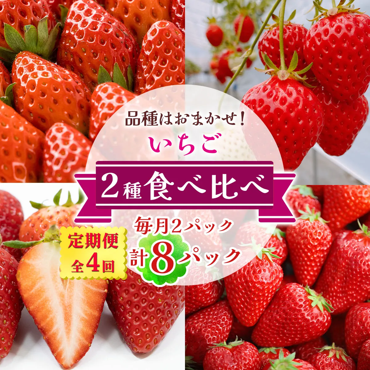 [定期便／全4回] いちご 2種 (2パック) 食べ比べセット 毎月お届け 12月から3月発送｜苺 イチゴ 果物 フルーツ 産地直送  [3373]