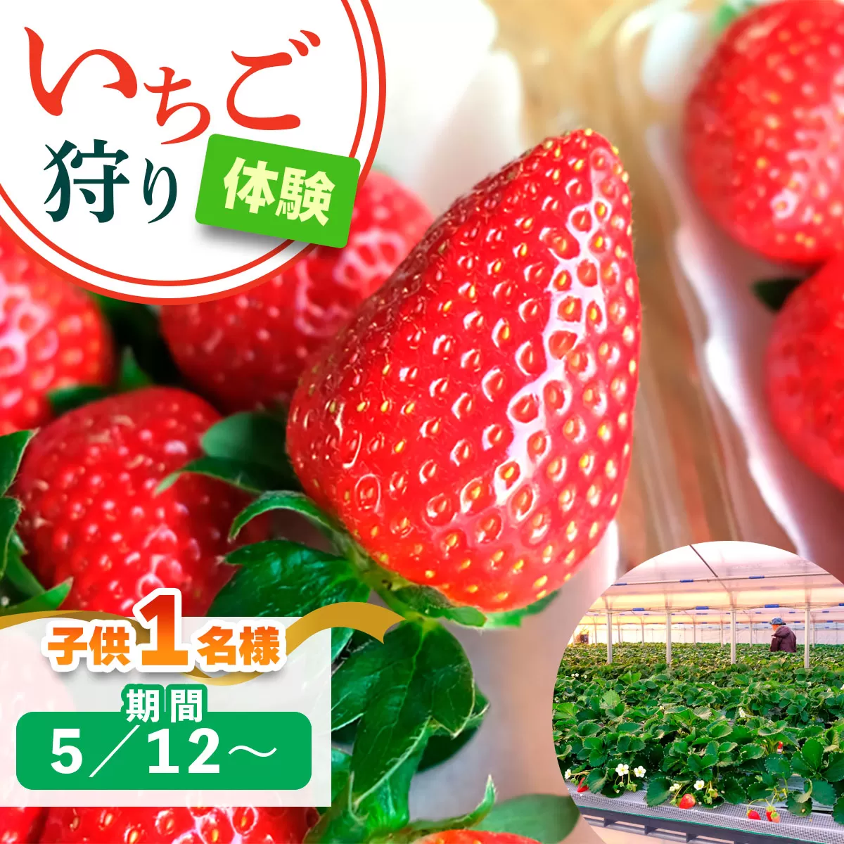 [5月12日以降] いちご狩り体験 子供1名様 奈良のブランド (あすかルビー)｜イチゴ農園 果物 フルーツ 親子 体験チケット いちご狩り農園 奈良県 [3056]
