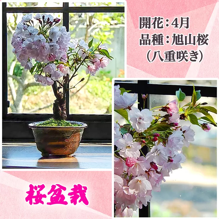 【季節限定】桜盆栽 [1986]