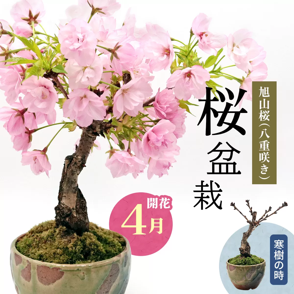 【季節限定】桜盆栽 [1986]