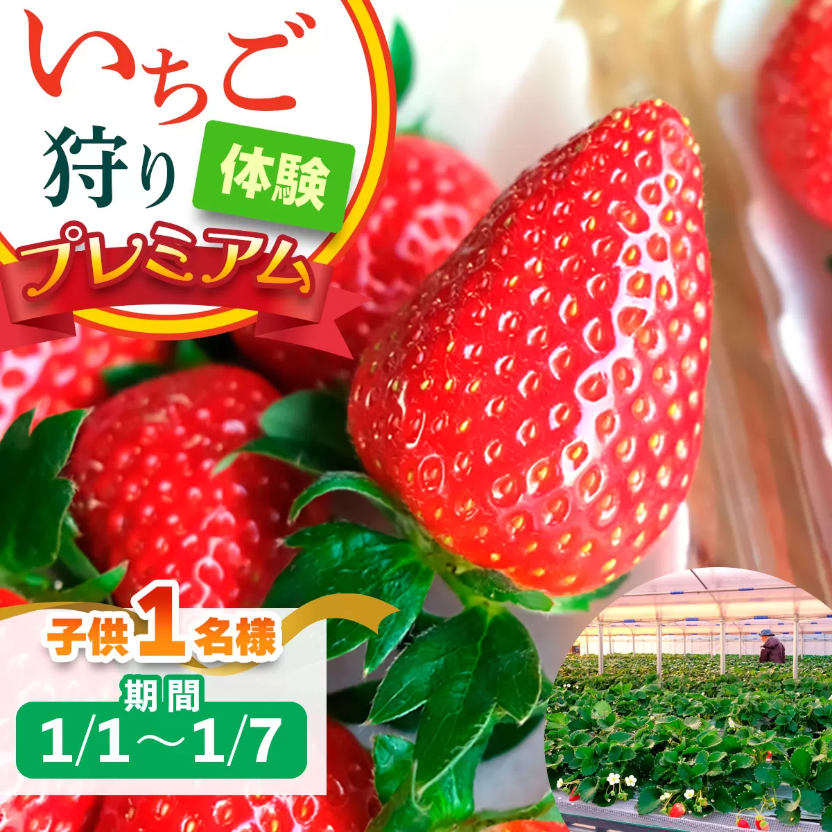 [1月1日から1月7日] いちご狩り体験プレミアム 子供1名様 奈良のブランド (ならあかり・古都華・あすかルビー)｜イチゴ農園 果物 フルーツ 親子 体験チケット いちご狩り農園 奈良県 [3058]