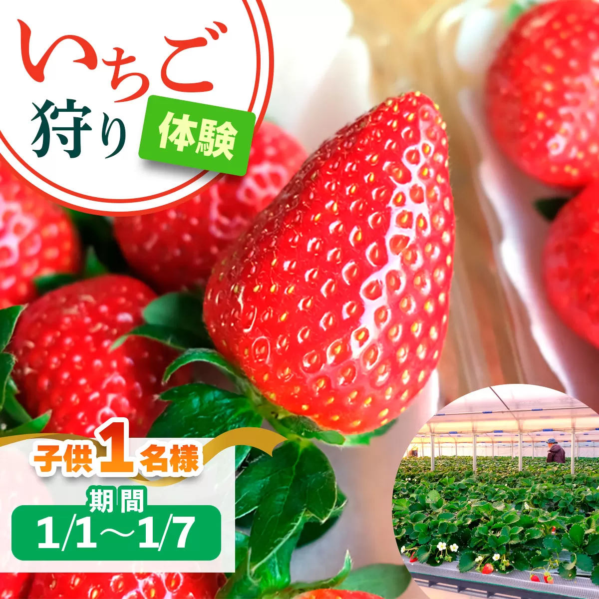 [1月1日から1月7日] いちご狩り体験 子供1名様 奈良のブランド (あすかルビー)｜イチゴ農園 果物 フルーツ 親子 体験チケット いちご狩り農園 奈良県 [3050]