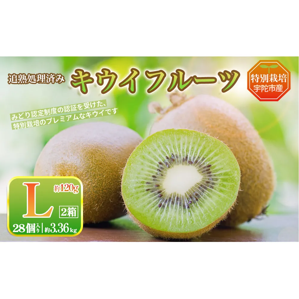 ＜2026年12月～3月順次発送＞プレミアムキウイフルーツ Lサイズ 14個×2箱入 追熟処理済 追熟処理済／ ふるさと納税 キウイ キウイフルーツ ギフト 栄養 果物 お土産 化学肥料不使用 特別栽培 塩 奈良県 宇陀市 やまとファームJAPAN