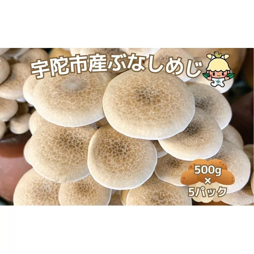 宇陀市産 ぶなしめじ 500g × 5パック/ キノコ倶楽部 しめじ キノコ きのこ 菌床 鍋料理 鍋 送料無料 農家直送 ふるさと納税 詰め合わせ 奈良県 宇陀市