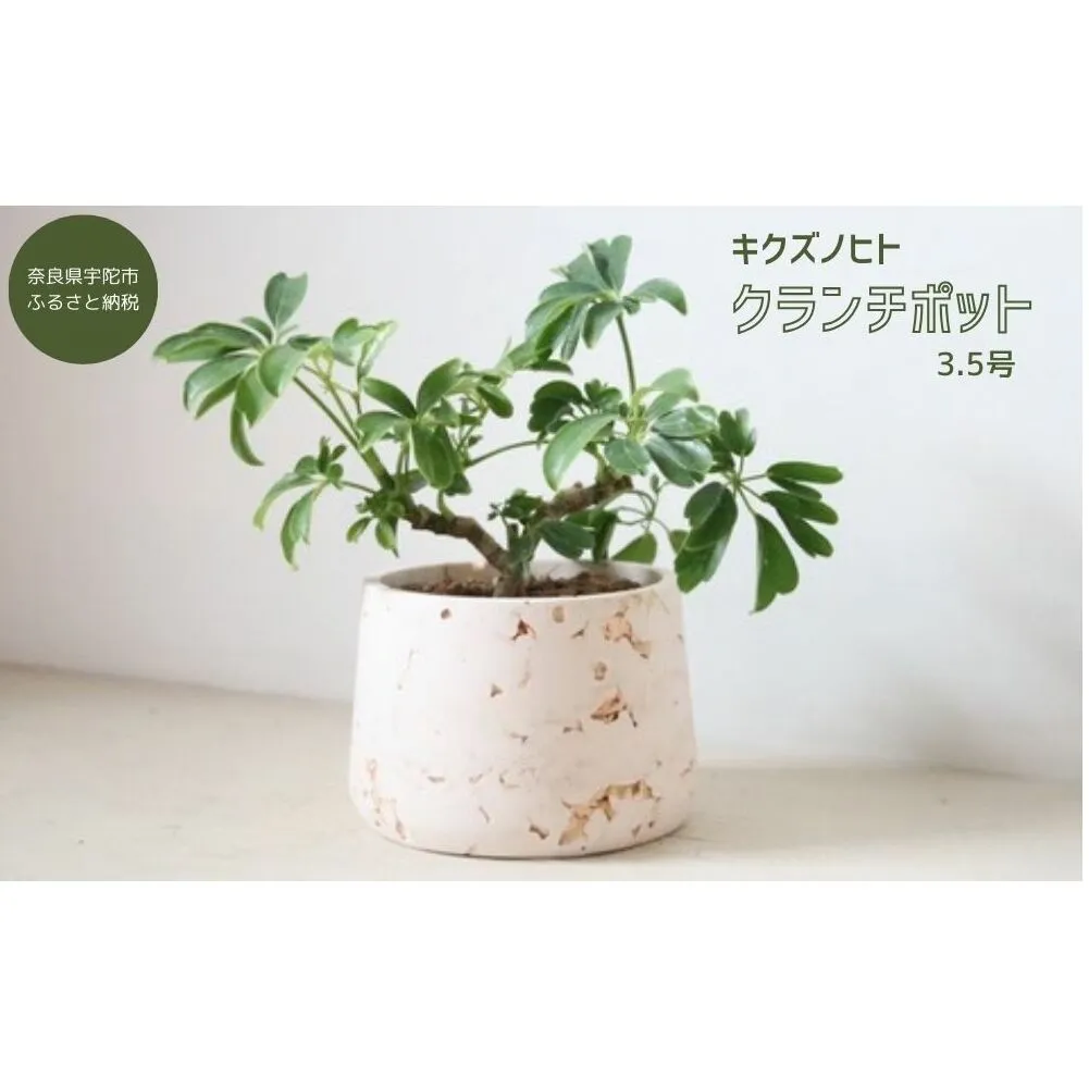 クランチポット3.5号 / おしゃれ 木製 プランター 植木鉢 インテリア 室内 プレゼント 贈答品 キクズノヒト 奈良県 宇陀市 ふるさと納税