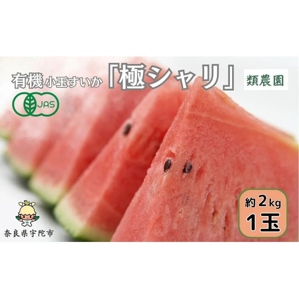 ＜予約販売＞【7月下旬〜8月上旬出荷】有機小玉すいか　「極シャリ」約2kg／ふるさと納税 有機 小玉すいか 極シャリ 贈答 ギフト お盆 お供え デザート おいしい 奈良県 宇陀市 類農園
