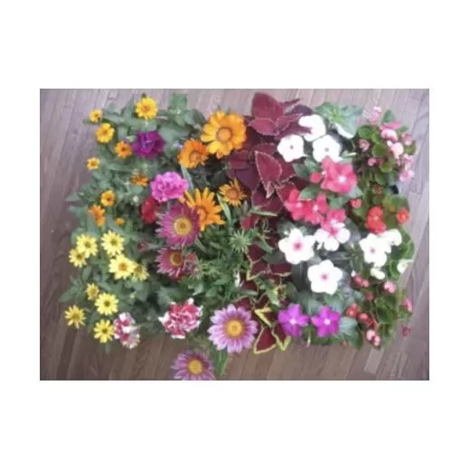 4月～6月発送予約　産地直送!夏の花壇苗24個詰め合わせ
