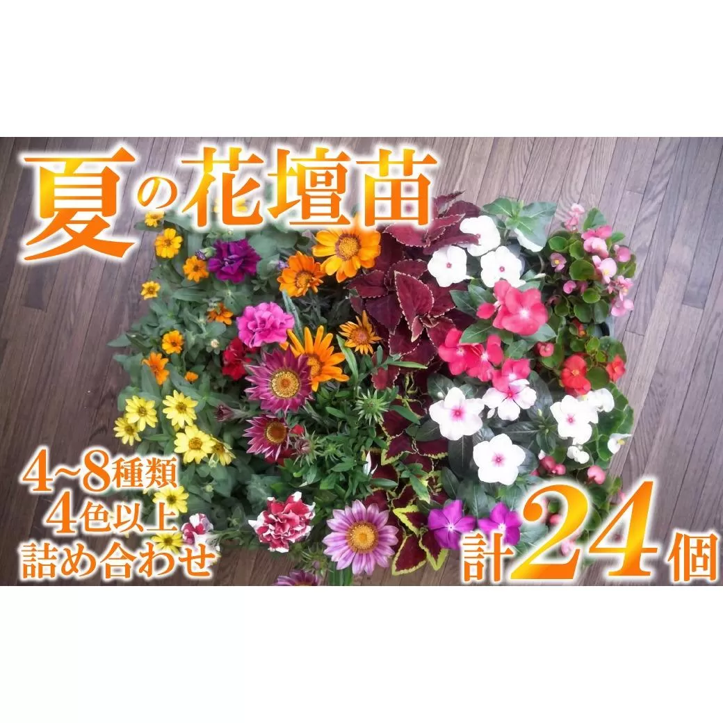 5月中旬より順次発送予約　産地直送!夏の花壇苗24個詰め合わせ