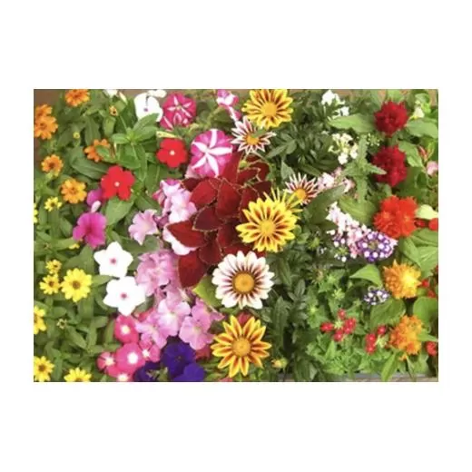 4月～6月発送予約　産地直送！夏の花壇苗４０個詰め合わせ