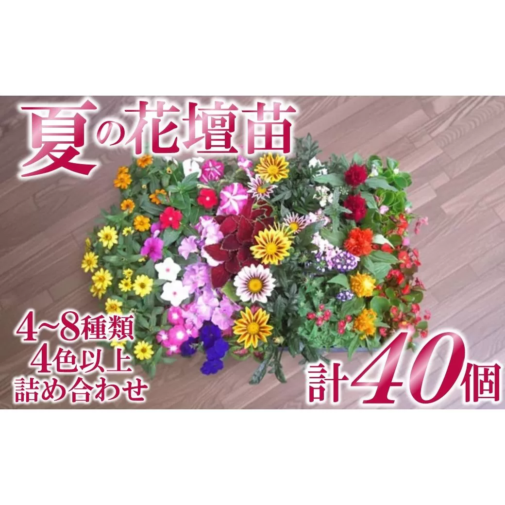 5月中旬より順次発送予約　産地直送！夏の花壇苗４０個詰め合わせ