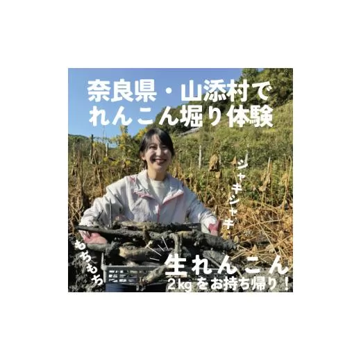 「れんこん」掘り体験　１枚