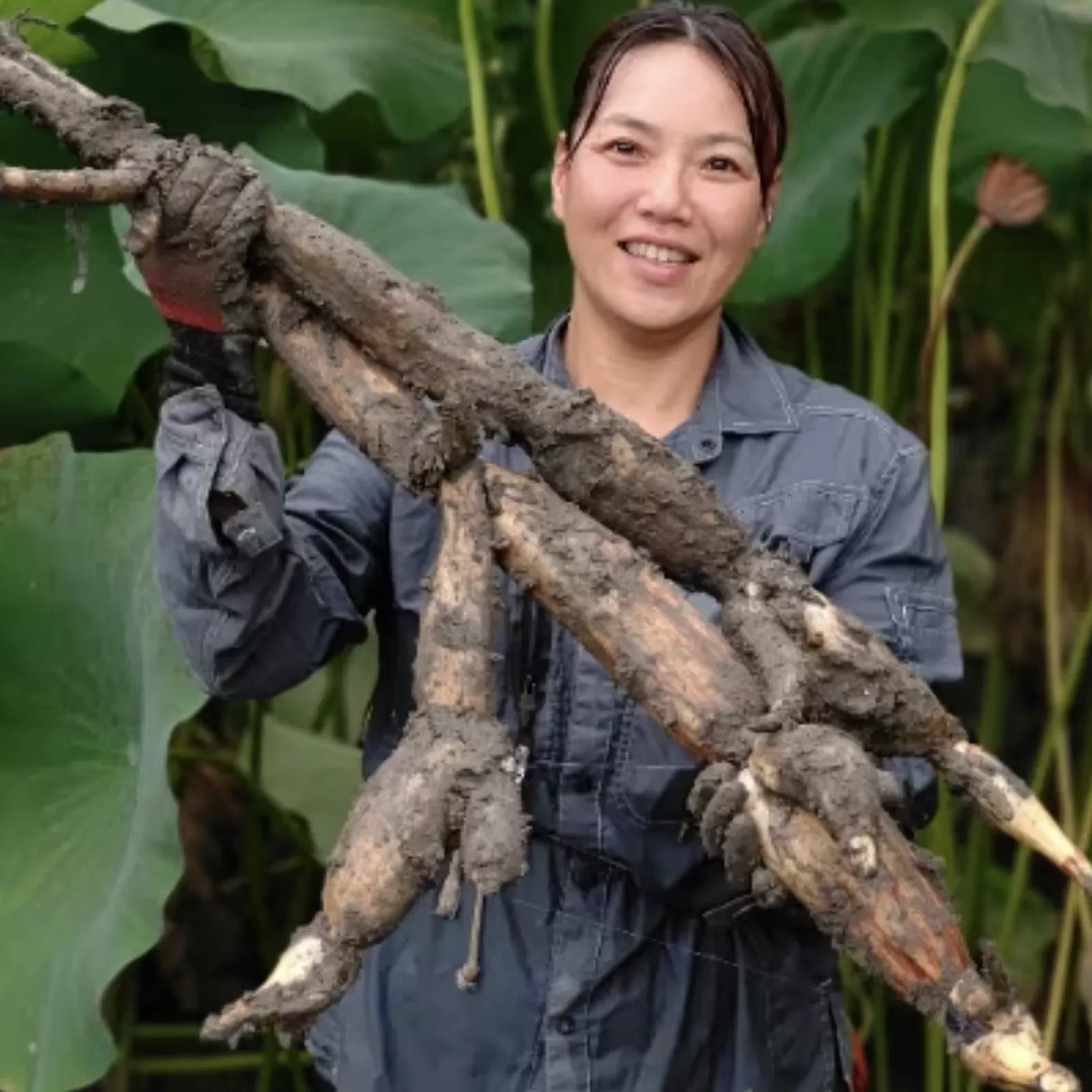 【栽培期間中農薬不使用】奈良県山添村産 掘りたて土付きレンコン詰め合わせ1.8kg