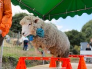 ③羊まるごと活用プロジェクト