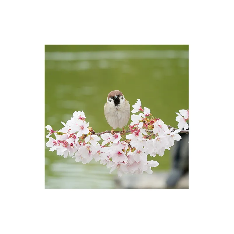 アートパネル　すずめ 織物 フォトグラファー 下村綱起 撮影 風景 動物 写真 厳選 作品 フェルト 生地 オリジナル インテリア プレゼント 癒し 