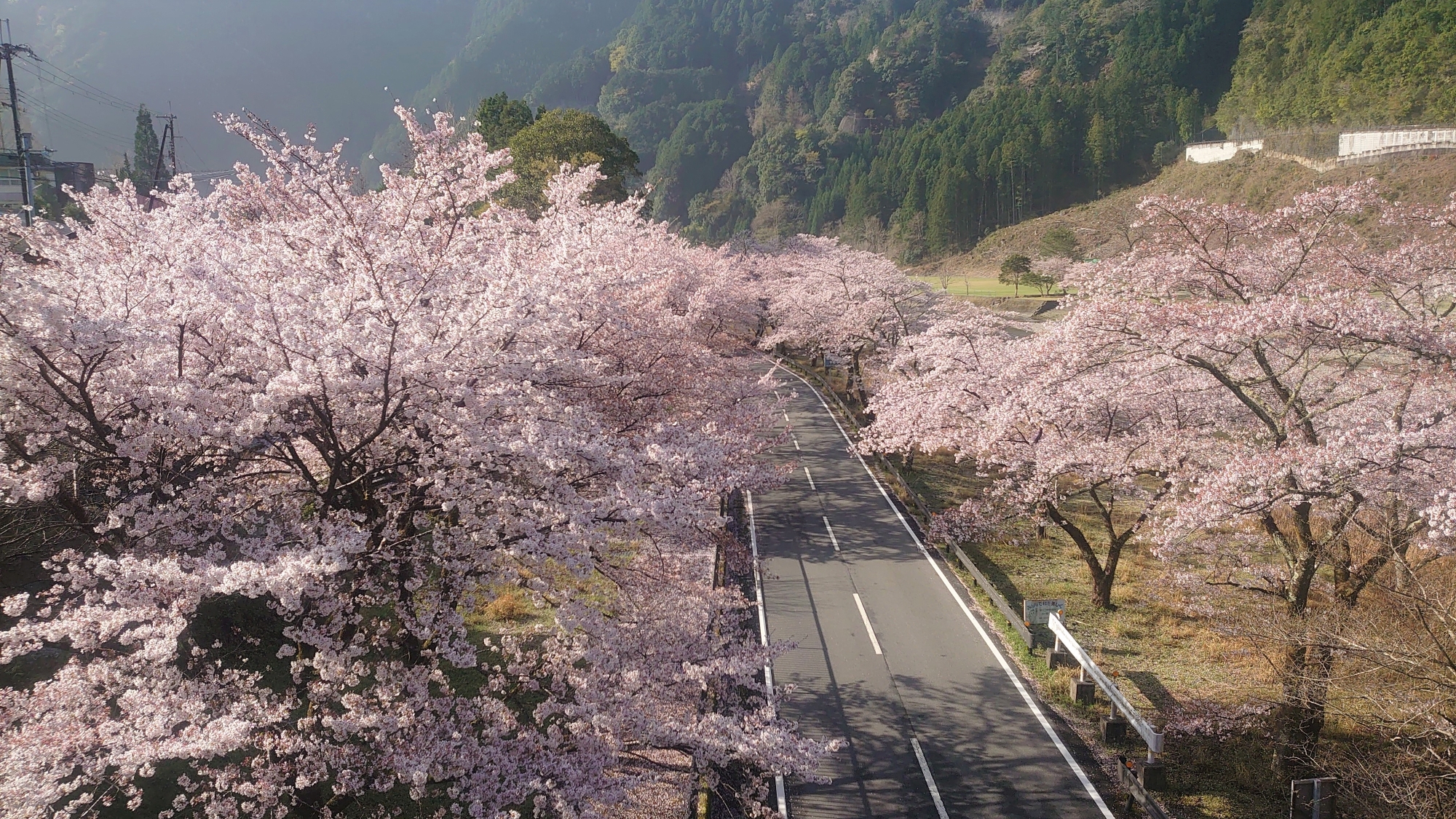 奈良の桜は下北山からはじまる