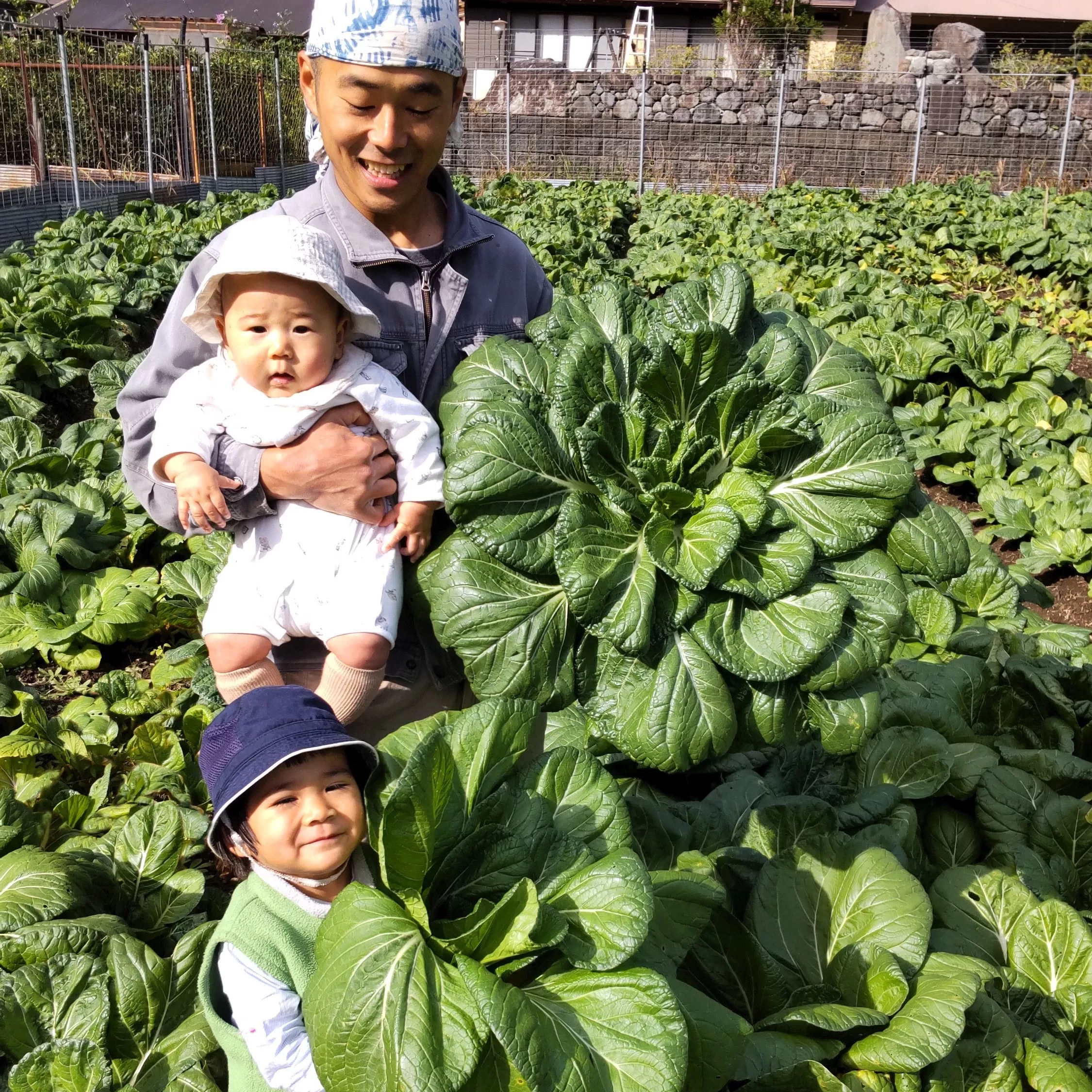 【自然栽培】大和の伝統野菜 下北春まな2kg 草野自然農園 国産野菜