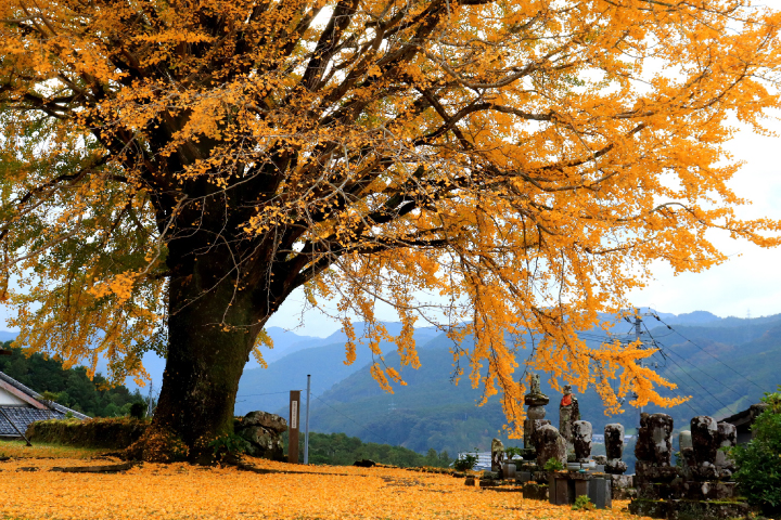 泉蔵寺のイチョウの木