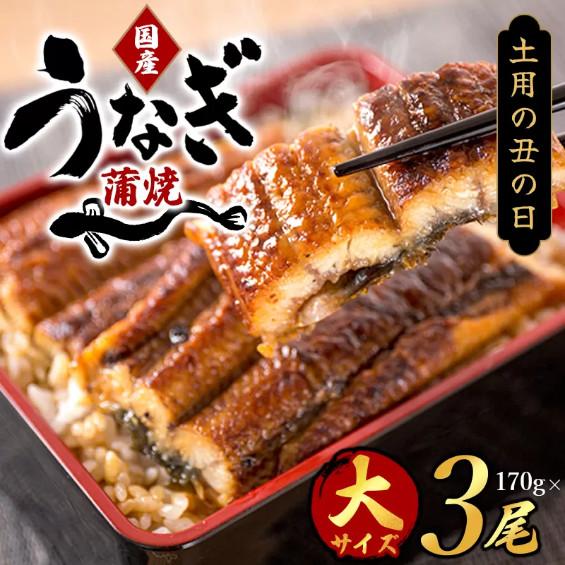 【土用の丑の日までにお届け！】国産 大型サイズ ふっくら柔らか 国産うなぎ蒲焼き 3尾 化粧箱入 先行予約 国産 うなぎ ウナギ 鰻 蒲焼 土用の丑の日 丑の日 