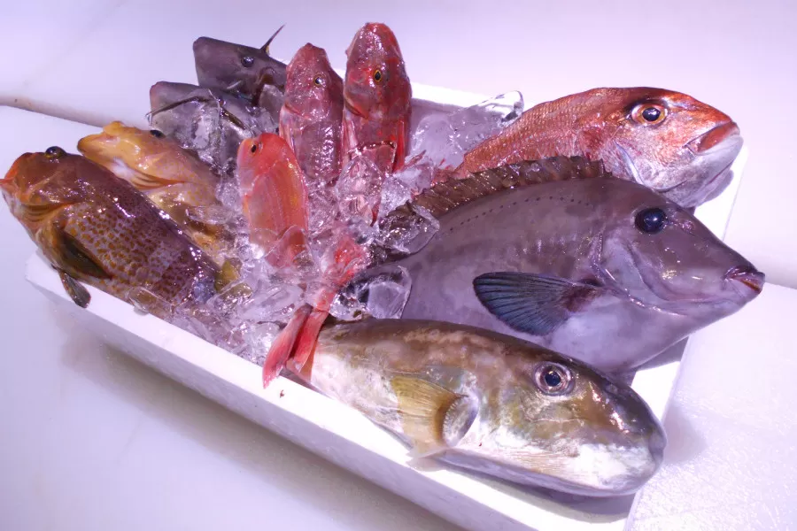 ＼朝どれ新鮮／ 鮮魚セット (小) 約3kg  目利きのプロが厳選した旬の魚をその日の内に発送！