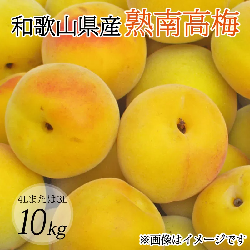 【梅干・梅酒用】（4Lまたは3L−10kg）熟南高梅＜2025年6月上旬〜7月上旬ごろに順次発送予定＞ / 梅 青梅 梅干 梅干し 大容量 梅酒 お酒