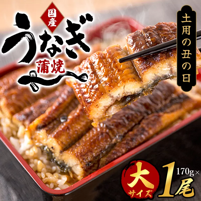 【土用の丑の日までにお届け！】国産 大型サイズ ふっくら柔らか 国産うなぎ蒲焼き 約2人前 化粧箱入 先行予約 国産 うなぎ ウナギ 鰻 蒲焼 土用の丑の日 丑の日