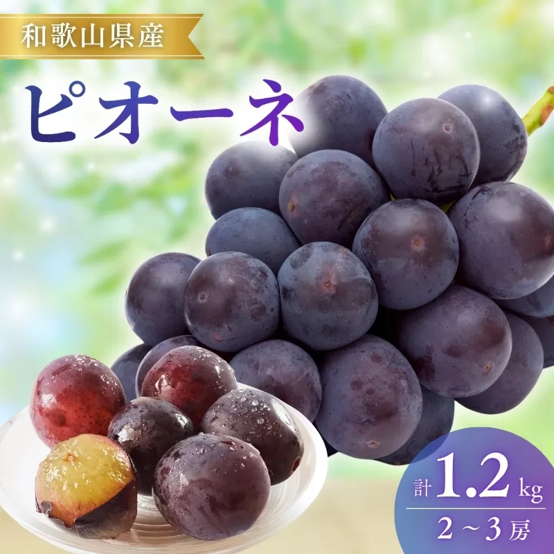 【先行予約】ピオーネ和歌山県産2～3房/箱（計1.2kg） | ぶどう 葡萄 ブドウ 産地直送 農家直送 フルーツ 果物【mat306A】