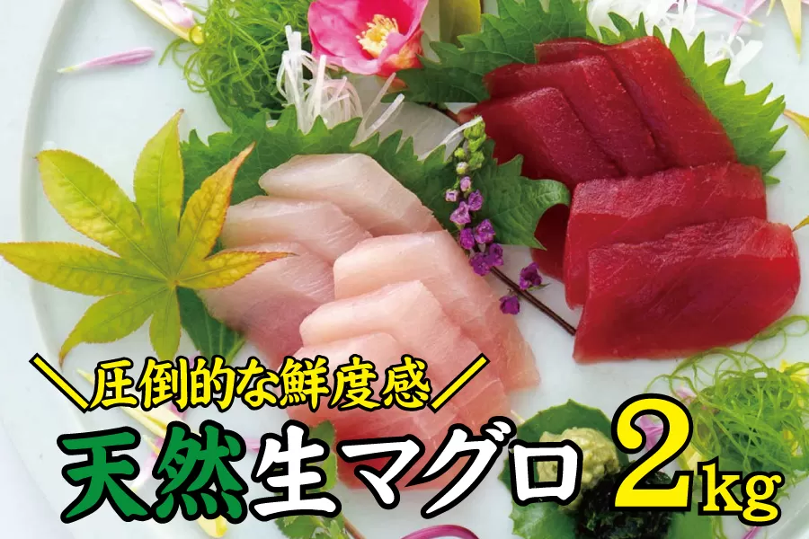 天然 キハダ（もしくはメバチ） 生まぐろ 大容量2kg 鮮度抜群の生まぐろをお届けします / 生鮪 鮪 マグロ 生まぐろ キハダマグロ 刺身