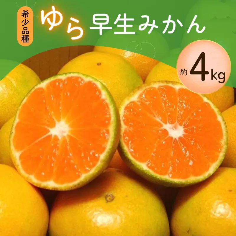 ＼光センサー選別／ 【先行予約】＼数量限定／ 希少品種 ご家庭用 ゆら早生みかん 約4kg サイズ混合【2025年10月上旬頃より順次発送】【nuk162A】