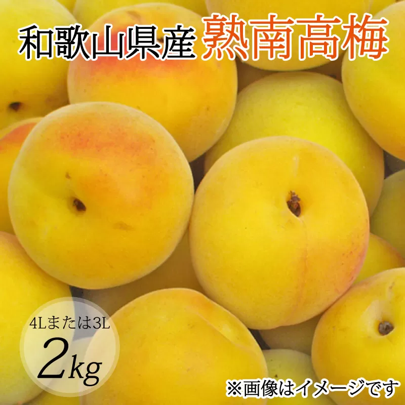 【梅干・梅酒用】（4Lまたは3L−2Kg）熟南高梅＜2025年6月上旬〜7月上旬ごろに順次発送予定＞ / 梅 青梅 梅干 梅干し 大容量 梅酒 お酒