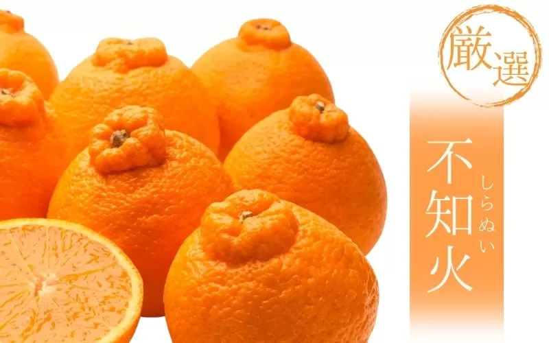 <2月より発送>厳選 不知火1.2kg+39g(傷み補償分)【デコポンと同品種・人気の春みかん】【ikd207】