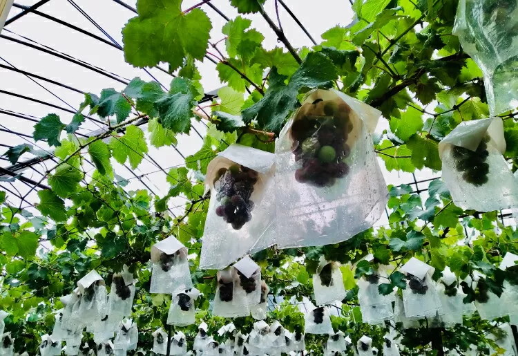 【予約受付】ブラックオリンピア 約1kg（2〜3房）【2026年8月中に順次発送予定】 巨峰に似たはちみつぶどうと呼ばれる幻のぶどう 【nuk114A】