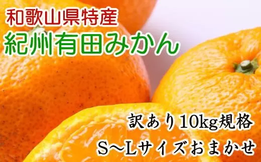 [訳あり規格]和歌山有田みかん10kg（S〜Lサイズおまかせ）※2025年11月中旬～2026年1月中旬頃順次発送