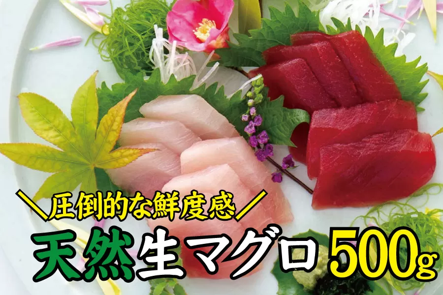 天然 キハダ（もしくはメバチ） 生まぐろ 鮮度抜群の生まぐろをお届けします / 生鮪 鮪 マグロ 生まぐろ キハダマグロ 刺身