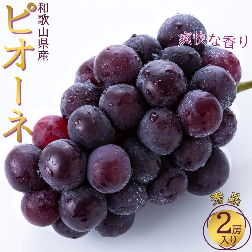 ◆先行予約◆和歌山県産 ピオーネ 2房入り〈秀品〉［2025年8月下旬以降出荷］［MG26］