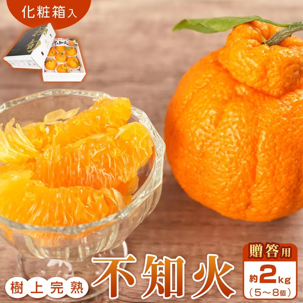 【贈答用化粧箱入】 不知火 樹上完熟 約2kg （5〜8個入）【2026年2月下旬頃〜3月下旬頃発送】【KG10】