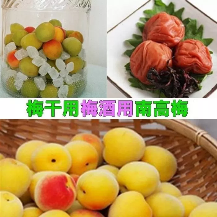 【梅干・梅酒用】（3Lまたは2L－2Kg）熟南高梅＜2025年6月上旬～7月7日発送予定＞フルーツ 果物 くだもの 食品 人気 おすすめ 送料無料【ART06】