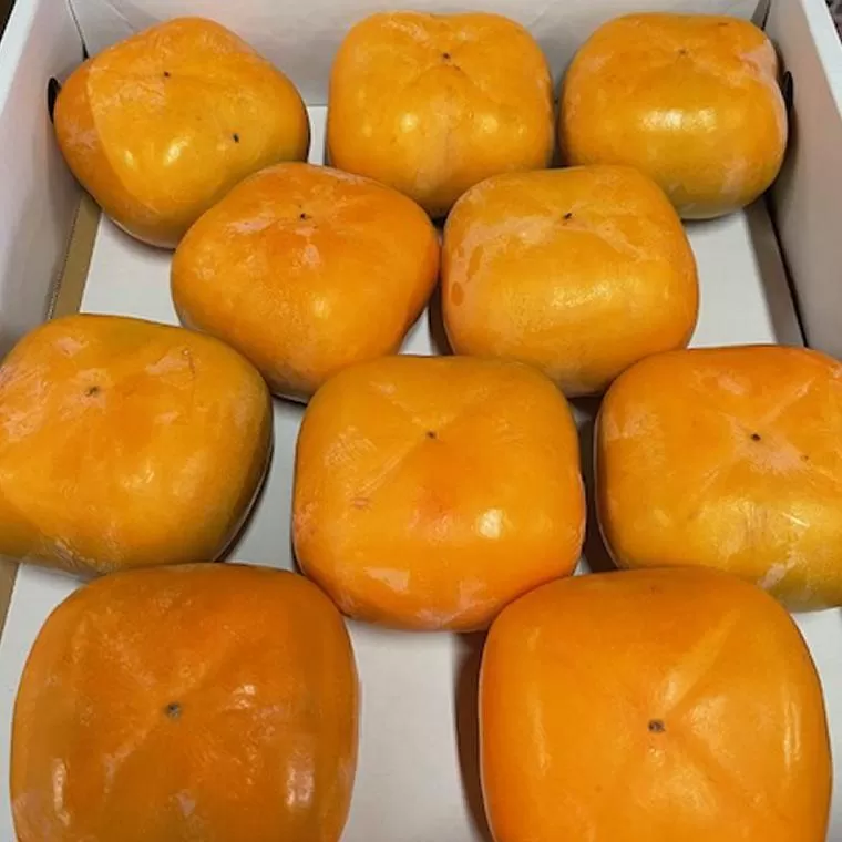 大玉サイズ 平たねなし柿「クイーンパーシモン」約4kg （10玉〜12玉おまかせ）★2025年10月中旬頃より順次発送［TM86］