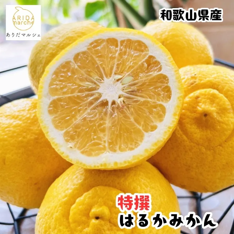 ［先行予約］［人気柑橘］ 特撰 はるかみかん 1.5kg  ［MS145］