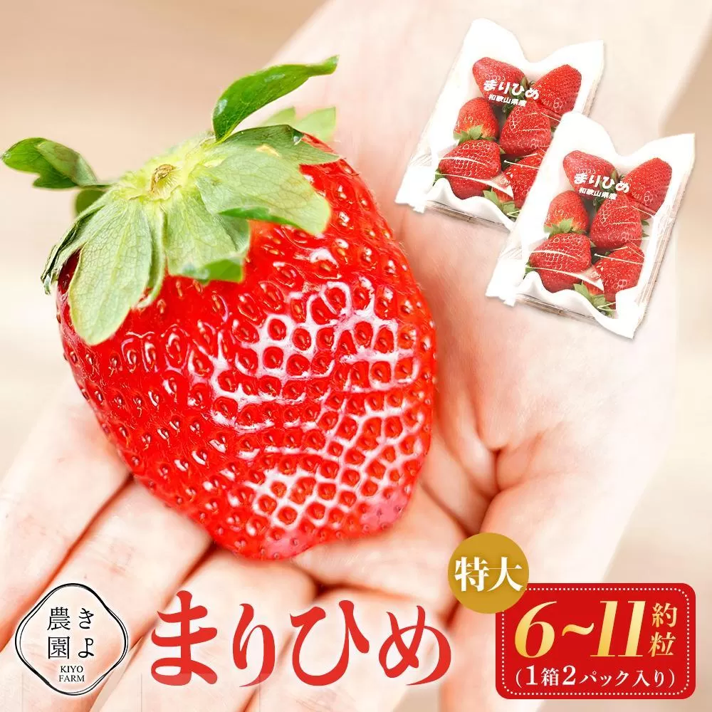 特大まりひめイチゴ 朝摘 6個〜11個入×2パック［2026年1月中旬頃より発送］［先行予約］［KT3］
