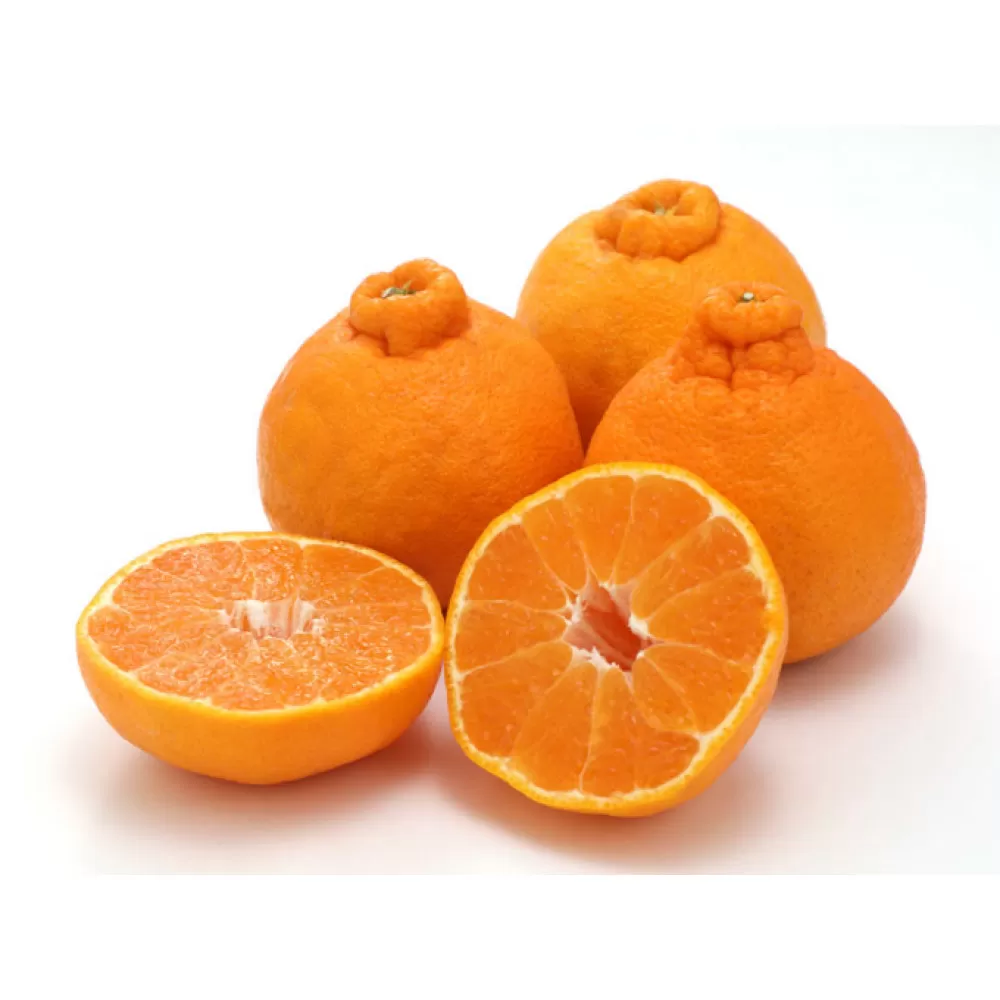 贈答用 森本農園の手選別 不知火 約2kg 和歌山県産  2L～3Lサイズ［北海道・沖縄・離島配送不可］［RN132］