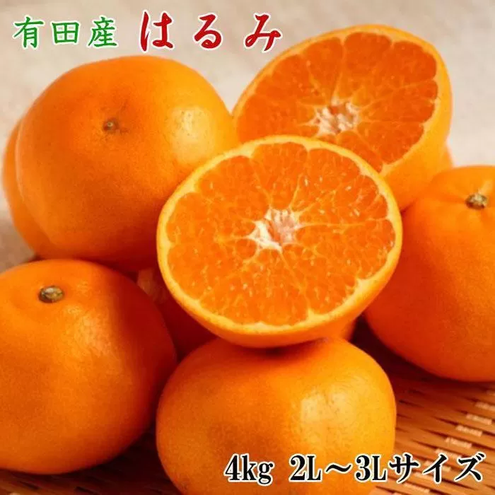 ［厳選・濃厚］紀州有田産のはるみ約4kg(サイズおまかせ) ★2026年1月下旬頃より順次発送［TM27］