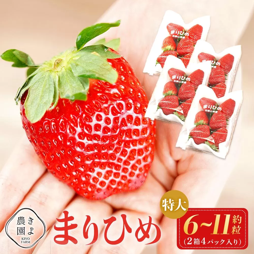 特大まりひめイチゴ 朝摘 6個〜11個入×4パック［2026年1月中旬頃より発送］［先行予約］［KT4］