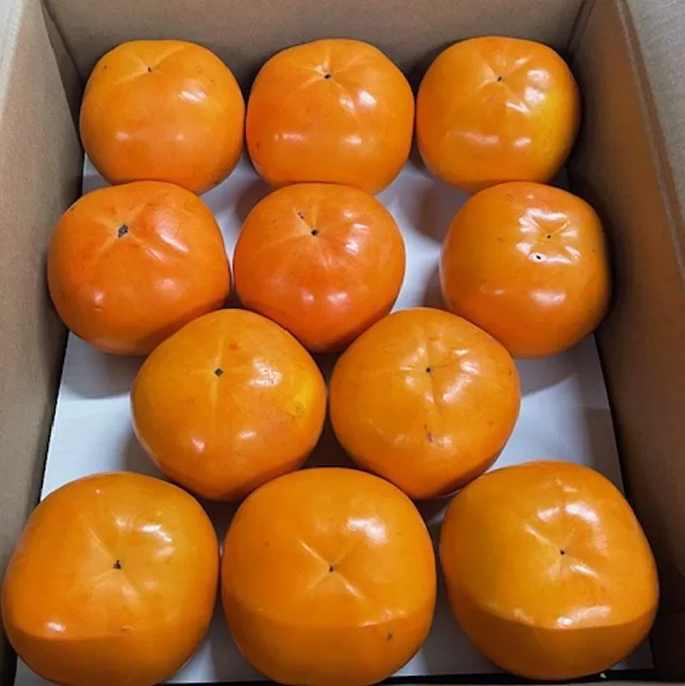 富有柿の新品種「紀州てまり」約7.5kg（22玉〜32玉おまかせ）★2025年11月上旬頃より順次発送［TM87］
