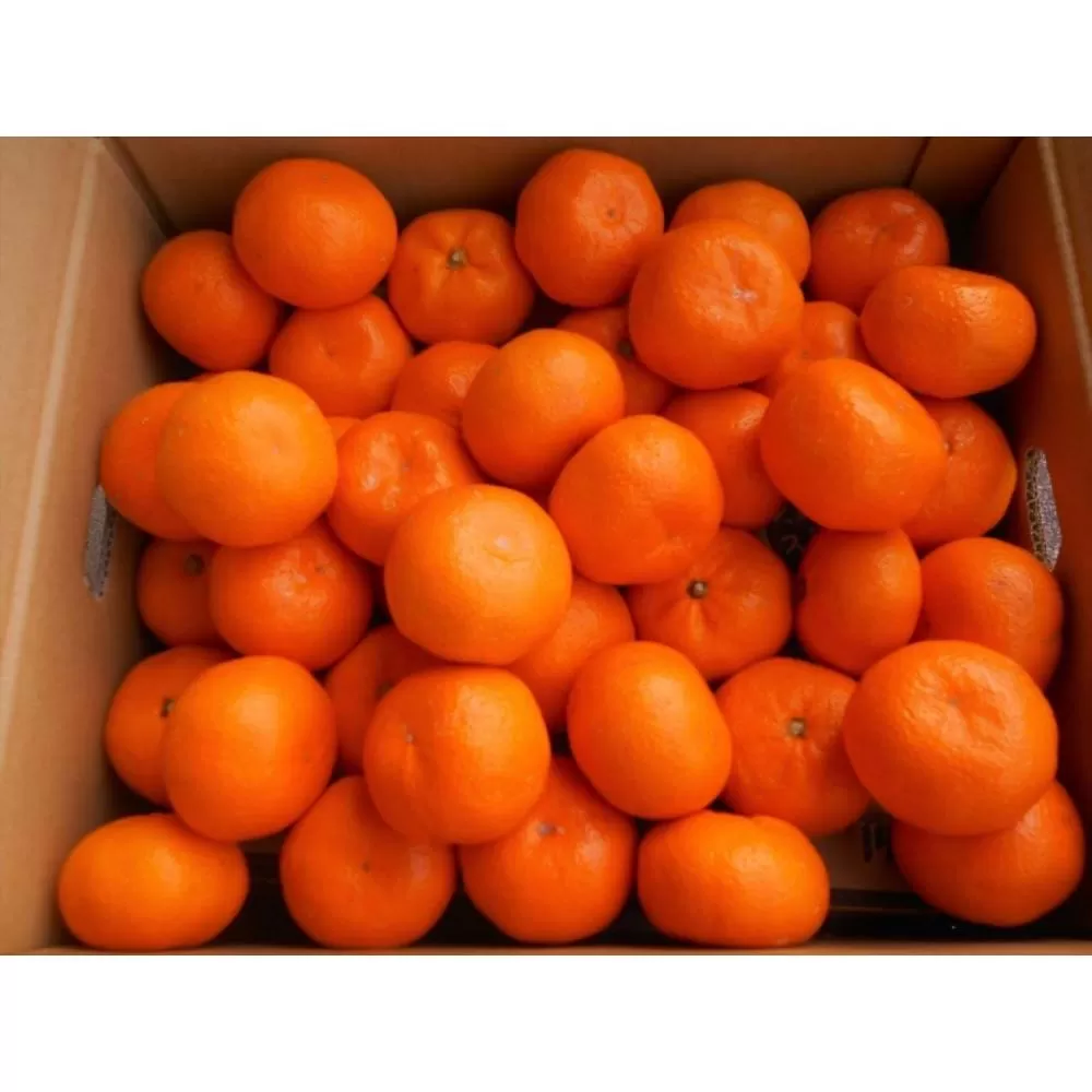 紀州有田みかん　秀品　約10kg　サイズおまかせ（Ｌ・M・S）いずれかお届け［SL43］