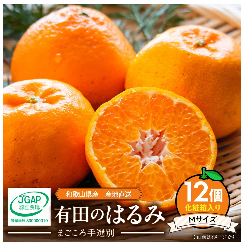 【2027年先行予約】和歌山県産 有田の はるみ 化粧箱入り Mサイズ 12個入り_ZE6092n